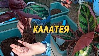 Калатея. Пересадка та догляд