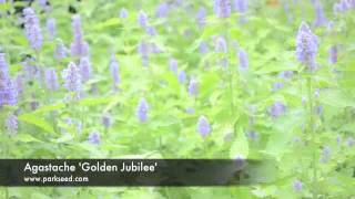 Agastache 'Golden Jubilee'