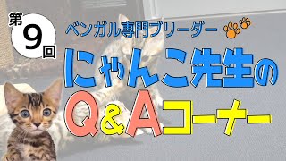 第九回チキチキにゃんこ先生Q＆A　にゃんこ先生は、本当ににゃんこの先生なのか？？？検証動画です笑笑