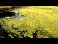 Duckweed Timelapse