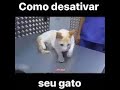 COMO DESATIVAR SEU GATO COM APENAS UM... #shorts