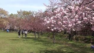 弘前さくらまつり　弘前公園　2016.04.26　Hirosaki Cherry Blossom Festival