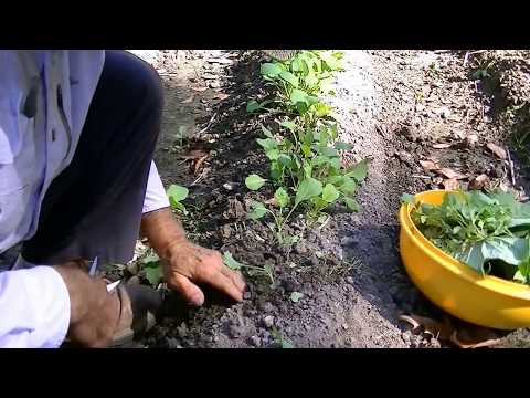 How to grow food In fall and winter. lettuce, collards, broccoli, brussel sprouts. How to grow food In fall and winter. lettuce, collards, broccoli, brussel sprouts.