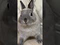 なでてもらう時は耐えられるがどうしても手が滑っちゃううさぎ うさぎ bunny 可愛い なでなで