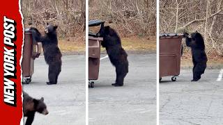 Hilarious Moment Hungry Bear Tries To Take a Whole Dumpster