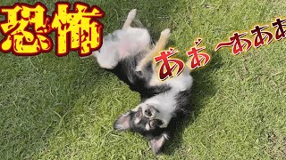 危険な季節がやって来た。ミミズにスリスリするやんちゃな犬と呆然と見守るだけの飼い主。