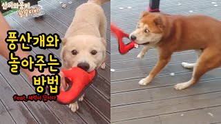 🐶풍산개와 노는 방법(feat. 체력이 답이다)💪 How to play with Poongsan dog.