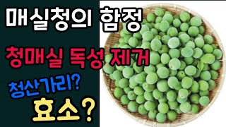 [태초먹거리 이계호 교수] 청매실독성| 효소의기능|매실청|구연산|황매실