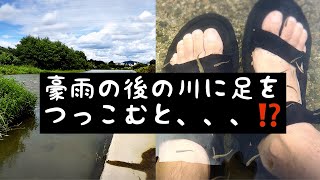 豪雨の後の川に足をつっこむと、、、！？【魚の大群！！】