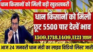 धान के भाव,25 जनवरी 2025 | dhan ke bhav | 1718 dhan ke bhav | basmati dhan mandi bhav | धान का भाव