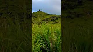 #kerala #trivandrum #forest #nature #ponmudi #shorts