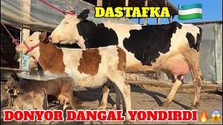 DONYOR DANGAL YONDIRDI🔥 SUTLARIGA SIFATIGA ETIBOR BERIN 25.01.2025