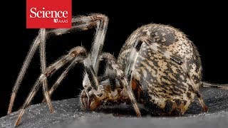 Spider genes put a new spin on arachnids’ potent venoms, stunning silks, and surprising history