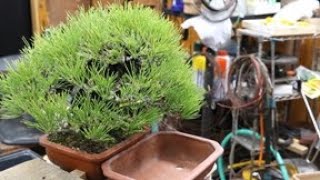 黒松の古葉取り・葉透かし作業　Bonsai pine