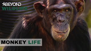 S2E8 | Baby Orangutan Gets Used To Her New Enclosure Monkey Life | Beyond Wildlife