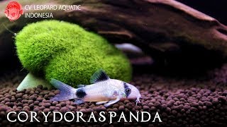 Corydoras Panda. Cute little bottom feeder! (Leopard Aquatic A019B)