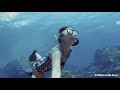 【fidive】freediving into super clean water u0026 colorful corals orchid island taiwan