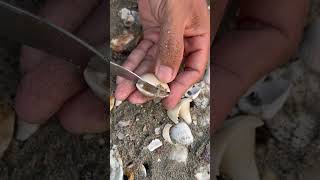 Collecting beautiful clam pearl #shortvideo