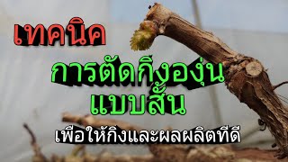 การตัดกิ่งองุ่นเเบบสั้น [21ก.พ.63]