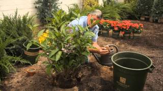 Tips on Transplanting a Lilac Bush : Garden Savvy