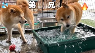 水遊びが本格化した兄柴犬と水しぶきで水が飲めない弟柴犬の巨体コンビが可愛いw