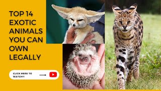 Top 14 Exotic Animals You Can Own Legally