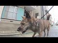 【葛飾区柴又】犬の散歩ワンカット撮り 20200623