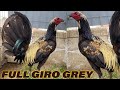 FULL GIROS GREY 💯 Beautiful Quality Birds Rancho Suspiro Sanchez Mexico