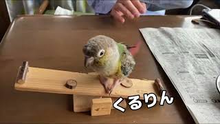 ぎっこんばっこんして遊ぶぽぽ【ウロコインコのぽぽ】