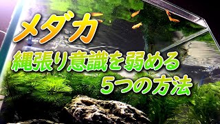 メダカの縄張り争い（意識）が激しい時の対処法（対策）を5つ紹介