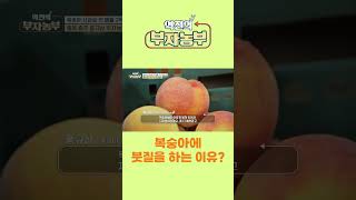 [역전의부자농부 262회] 복숭아에 붓질을 하는 이유?  #역전의부자농부