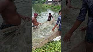 A large number of fish are caught in the net