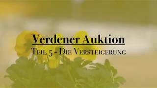 Verdener Auktion | Die Versteigerung der Auktionspferde | Teil 5 | www.verdener-auktion.com