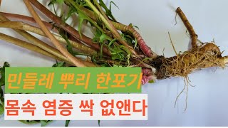 민들레 뿌리 한포기 건강뿌리 내린다 | 내몸에 각종염증 몰아내기