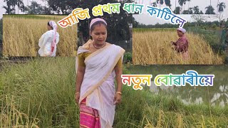 নতুন বোৱাৰীয়ে ধান কাটিলে @usharani_creation6705