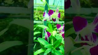 Orchid Flower ॥ cheapest price Orchid flower ॥#orchid #orchidflower #orchidgreenhouse #Ranju’sgarden