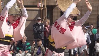 阿波踊り「助六連」第28回馬込文士村大桜まつり（2018.4.1）