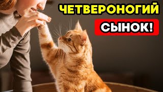 5 признаков, что ваш кот считает себя вашим сыном!