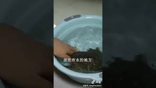 被鳖（甲鱼）咬到后，怎么办？