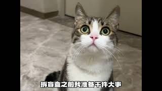 流浪猫：本来想碰瓷混个编制、没想到把男人的尊严都搭进去了