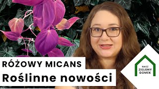 Rośliny z BIEDRONKI Największy UNBOXING Gigantyczna paczka PLANTHAUL Nowe różowe rośliny