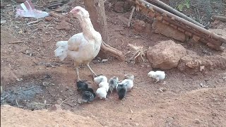 வெயில் காலத்தில் பிறந்த கோழி குஞ்சுகளின் வீரியம்/summer season breeding special