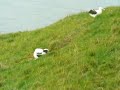 albatross in flight and landing