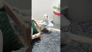 cat🐈🙀😱我居然一时说不清楚它们俩谁更社恐… #它真的好像个小宝宝 #谁能拒绝傻憨憨的小猫咪 #社恐猫咪#viralvideo #shortsviral #taibapagli