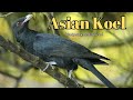 Asian Koel: The Bird That Will Leave You Speechless!