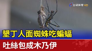 墾丁人面蜘蛛吃蝙蝠 吐絲包成木乃伊