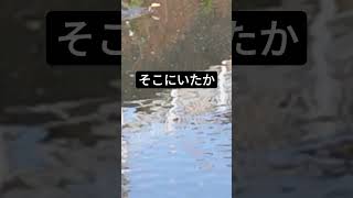 一羽の「カワウ」①