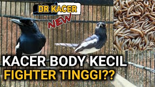 MANA YANG FIGHTER TINGGI ? KACER BODY BESAR ATAU KACER BODY KECIL? DR KACER