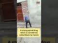 Drug Abuse in Amritsar | Video of Man Under Influence of Drugs Goes Viral| Punjab Drug Abuse #shorts