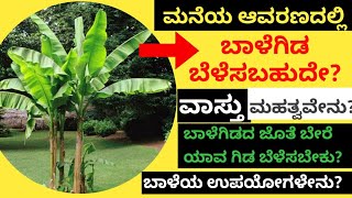 ಬಾಳೆಗಿಡವನ್ನು ಮನೆಯಲ್ಲಿ ಬೆಳೆಸಬಹುದೇ? ವಾಸ್ತು ರಹಸ್ಯವೇನು?Can we grow Banana Plant at Home? Vastu Secret